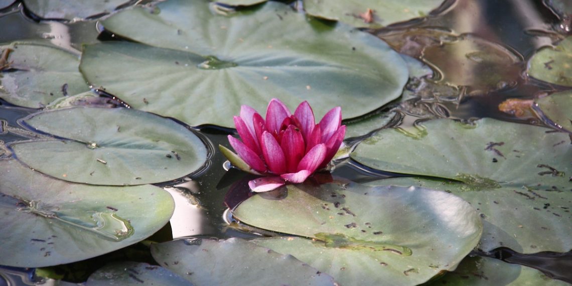 Bangladesh begins sustainable luxurious vogue journey with lotus ‘silk’ | Information | Eco-Enterprise