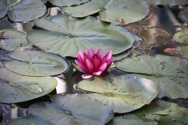 Bangladesh begins sustainable luxurious vogue journey with lotus ‘silk’ | Information | Eco-Enterprise