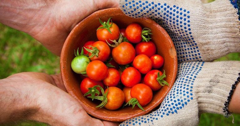 Delaware opens new grant spherical to develop entry to wholesome meals | Information