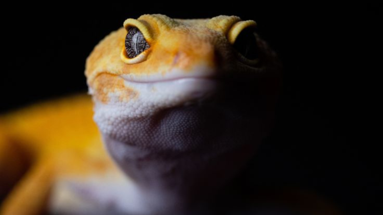 Remedy Gecko Has Extraordinarily Unpredictable Dialog With A Stranger