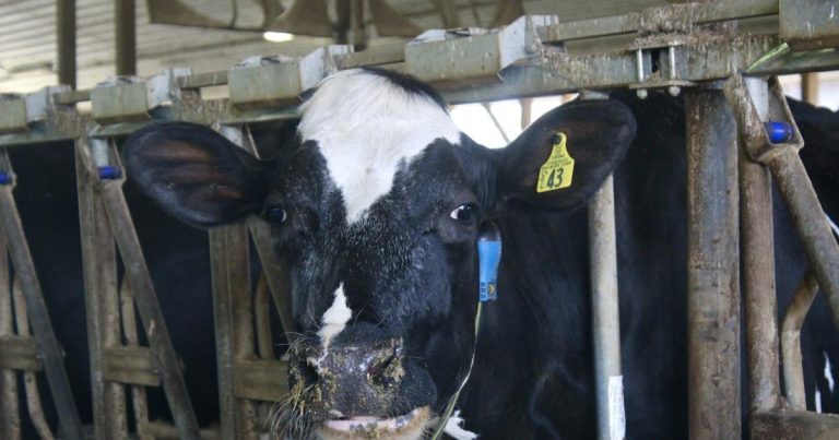 McGarry Dairy Farm explores the brand new know-how | Native information