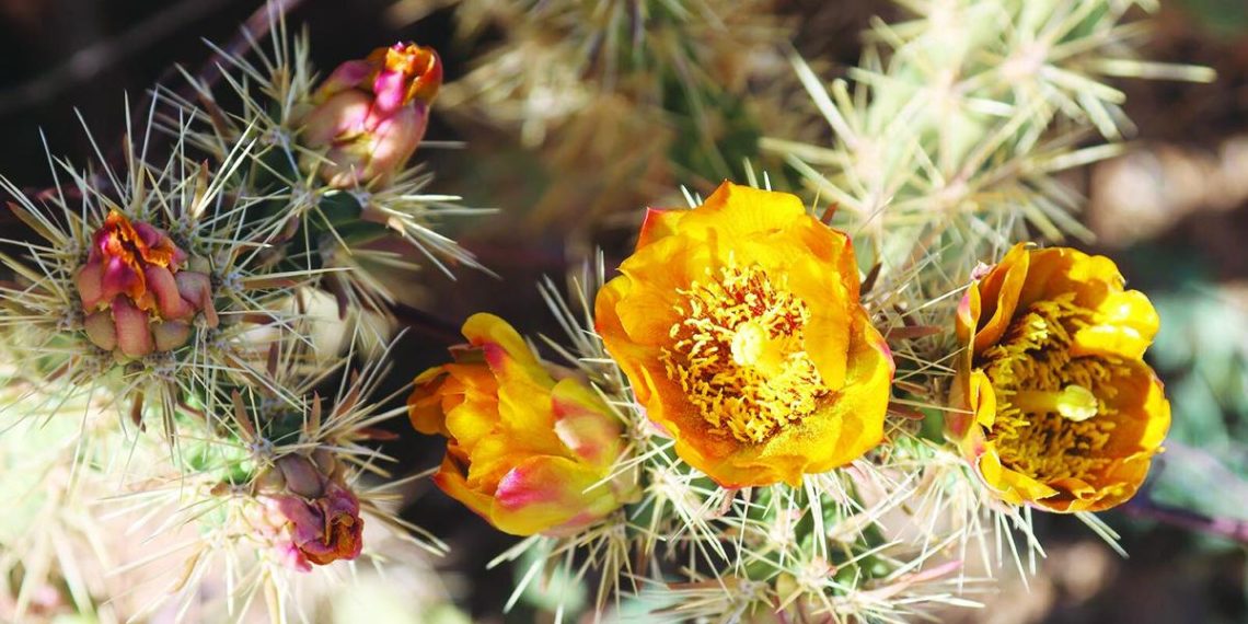 Nature Notes: Desert in bloom – Havasu Information
