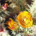 Nature Notes: Desert in bloom – Havasu Information