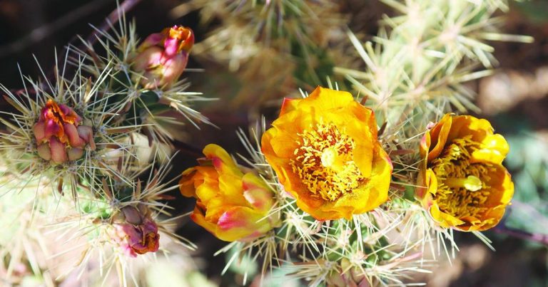 Nature Notes: Desert in bloom – Havasu Information