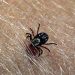 What you discovered about eradicating ticks is probably going improper. This is the precise strategy to do it