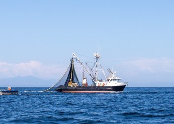 CDFW Information | Southern California Pacific Sardine Take Restrictions in Place Attributable to Public Well being Hazard