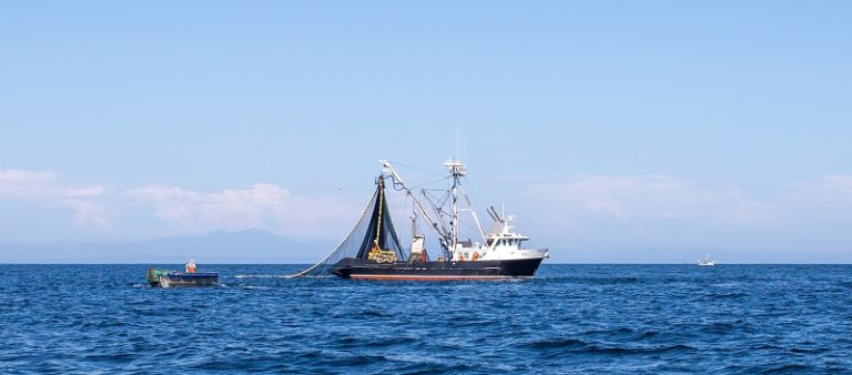 CDFW Information | Southern California Pacific Sardine Take Restrictions in Place Attributable to Public Well being Hazard