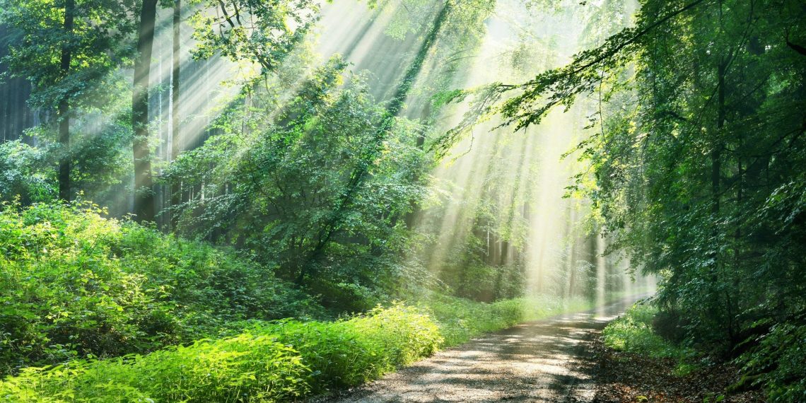 Forests present totally different well being advantages based mostly on their construction