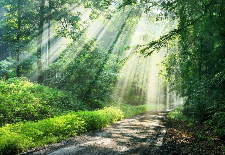 Forests present totally different well being advantages based mostly on their construction
