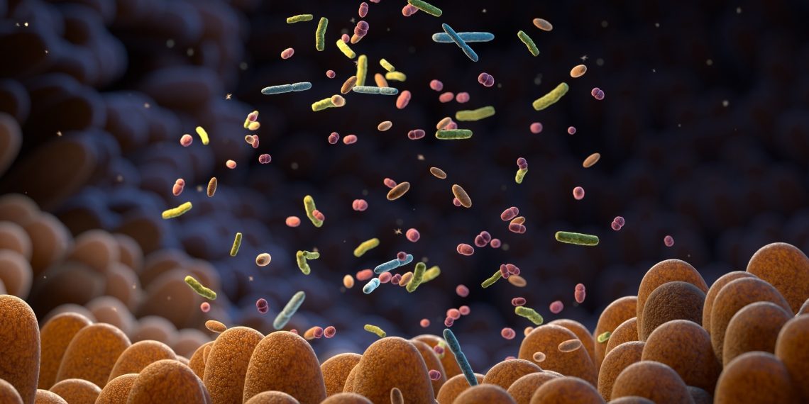 Scientists construct world’s most accessible intestine micro organism assortment to unlock well being and illness clues