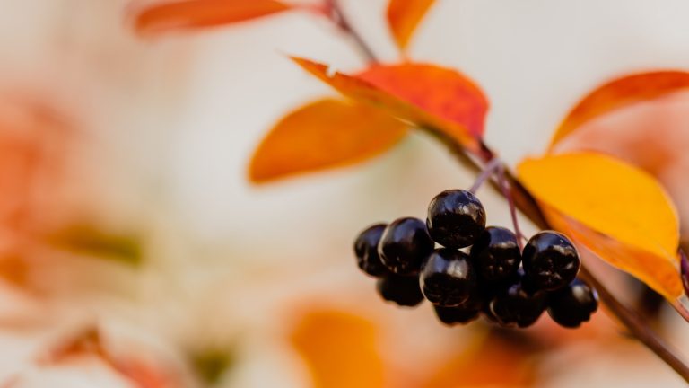 Chokeberry juice reduces blood vessel resistance in folks with pre-diabetes