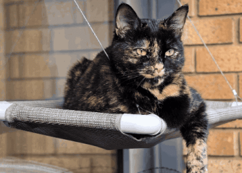 Google’s AI-Picture-To-Video generator launches on new Honor telephones