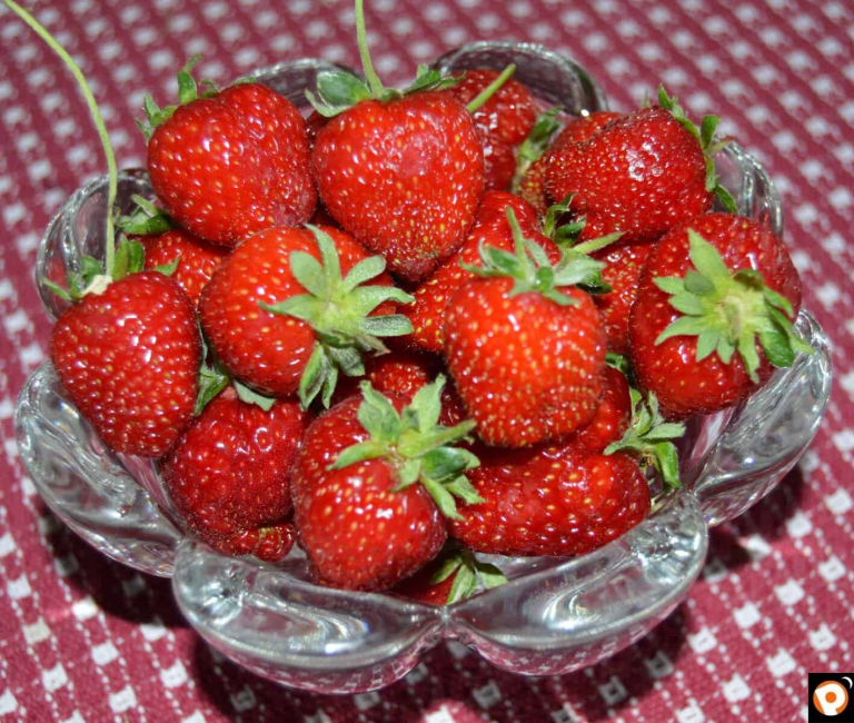 Native strawberries are ripe ⋆ Princeton, NJ native information %