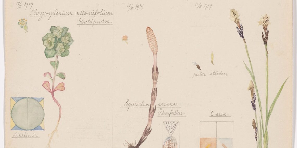 A singular portfolio of the Botanical Drawings of Hilma AF Klint Commuri with the non secular aspect of nature – Colossal