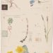 A singular portfolio of the Botanical Drawings of Hilma AF Klint Commuri with the non secular aspect of nature – Colossal