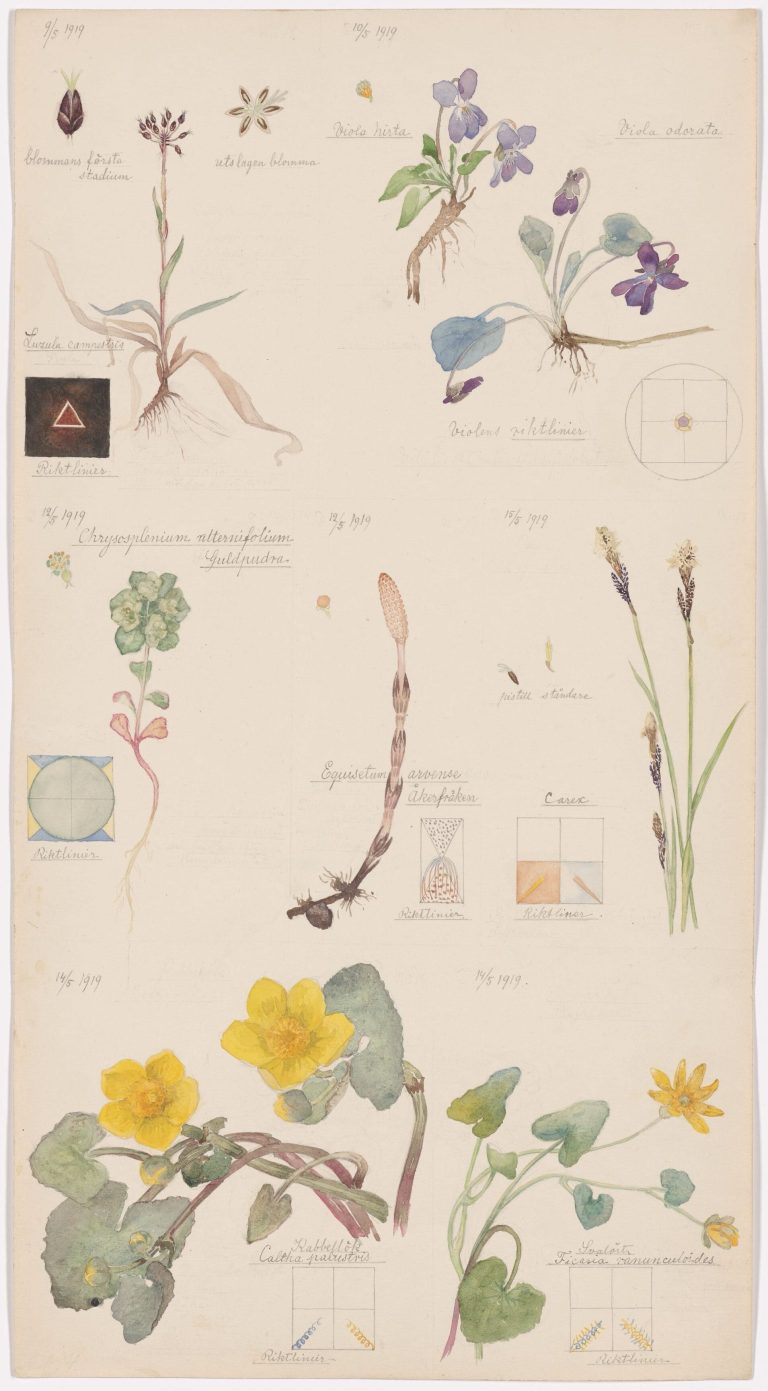 A singular portfolio of the Botanical Drawings of Hilma AF Klint Commuri with the non secular aspect of nature – Colossal