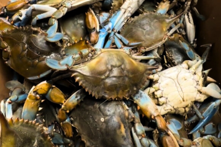 What’s essentially the most humane option to cook dinner a crab?