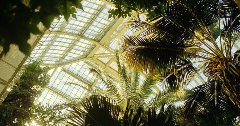 David Altrath photographes Palmenhaus in Vienna in analogous, foliage and type pictures