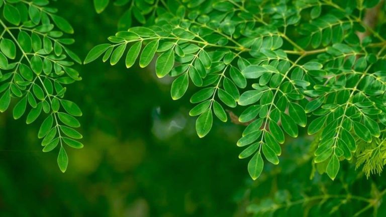 You need to add moringa to your every day routine 