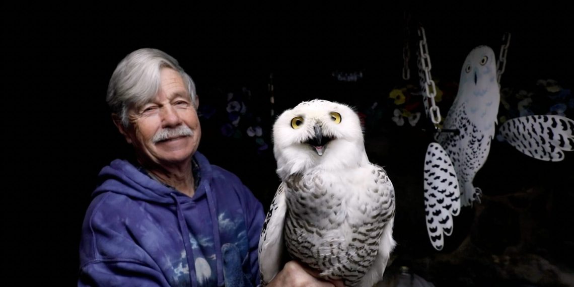 Since 1981, a person has moved almost 1,000 snow owls from Logan – Colossal Airport