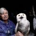 Since 1981, a person has moved almost 1,000 snow owls from Logan – Colossal Airport