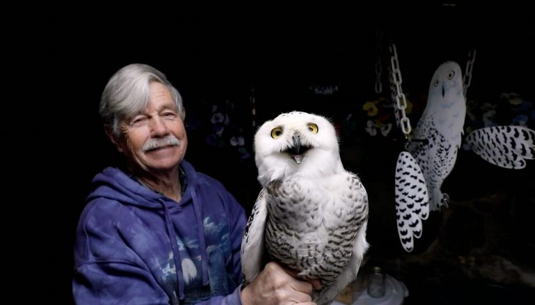 Since 1981, a person has moved almost 1,000 snow owls from Logan – Colossal Airport
