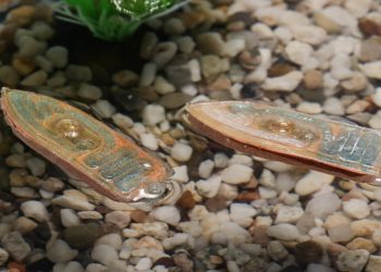 Scientists develop swimming robots for biodegradable boats that fish can eat