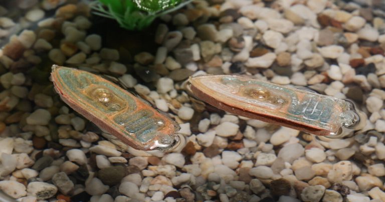 Scientists develop swimming robots for biodegradable boats that fish can eat