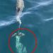 Might Dolphin’s poo will save them from disappearance? – Sky Information