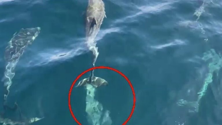 Might Dolphin’s poo will save them from disappearance? – Sky Information