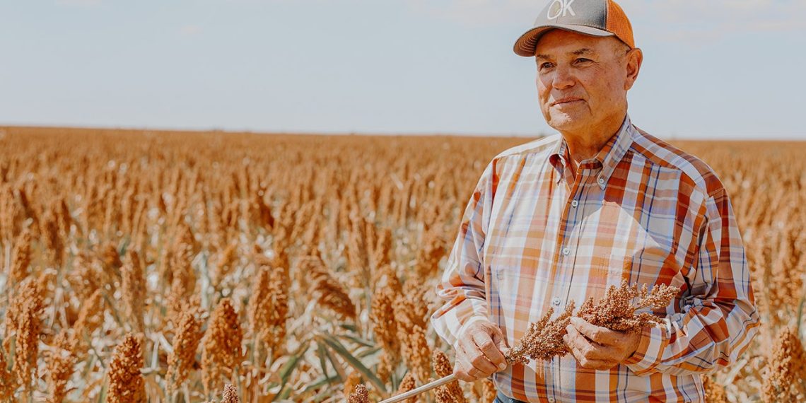 Sorghum rises as sustainable, high-protein heritage grain in American agriculture