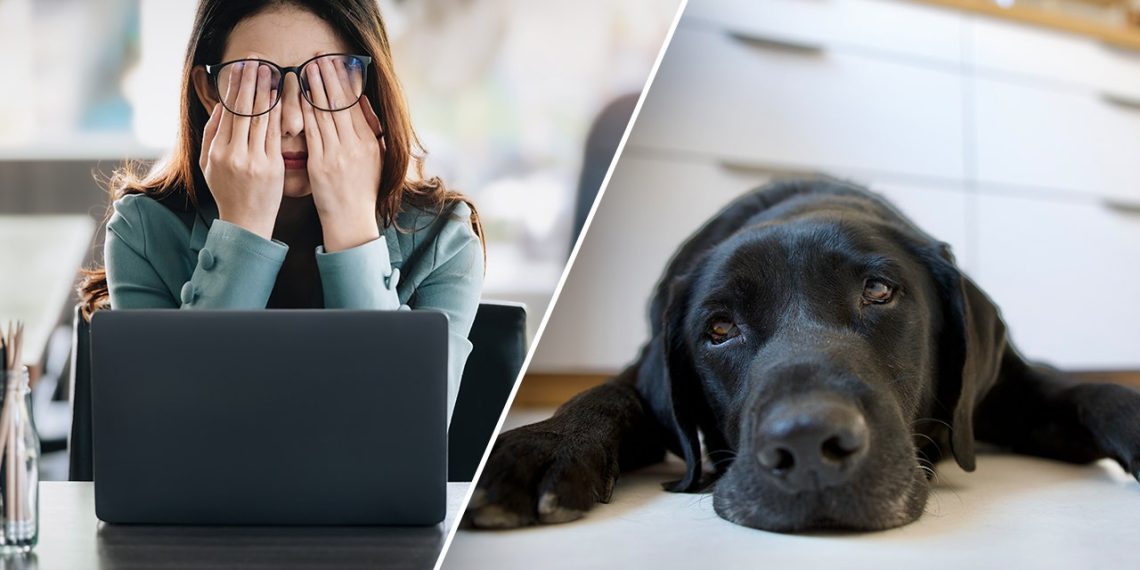 Work stress impacts your canine too, new examine reveals