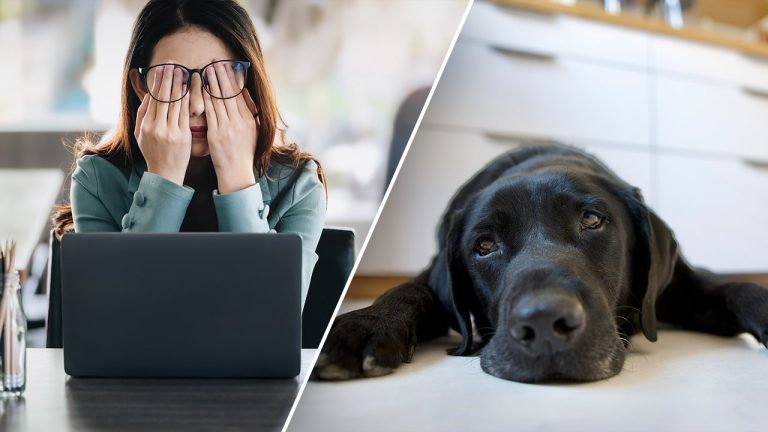 Work stress impacts your canine too, new examine reveals
