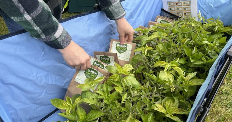 Backyard kits with seeds, starter crops given out at Dayton-area cellular meals financial institution stops