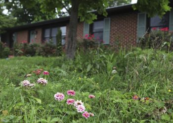 Manicured lawns are out, wild lawns are in. A low mow life-style will help bees and preserve water
