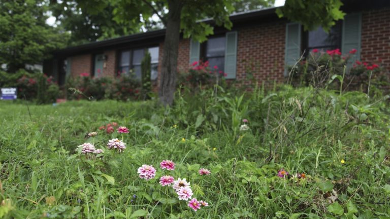 Manicured lawns are out, wild lawns are in. A low mow life-style will help bees and preserve water