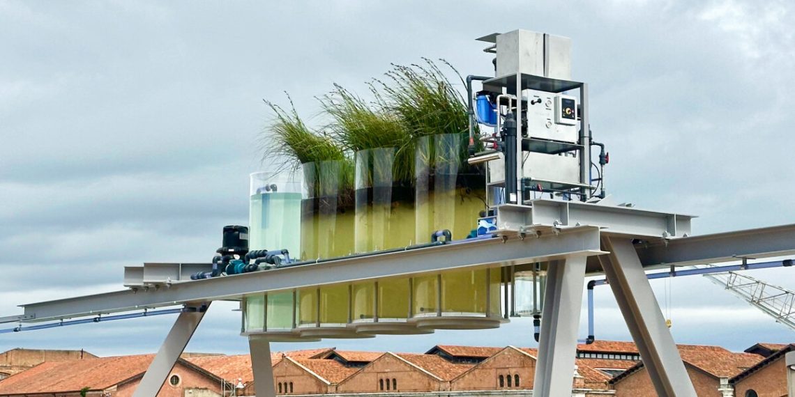 To the Venice Biennale, you possibly can sip espresso constituted of the town channels