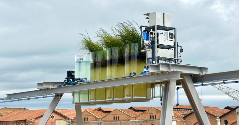 To the Venice Biennale, you possibly can sip espresso constituted of the town channels