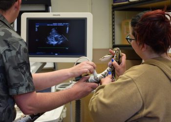Ultrasound machine donated to zoo to assist animals keep wholesome | Information, Sports activities, Jobs