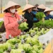 Vietnam amongst world’s most food-self-sufficient nations: examine