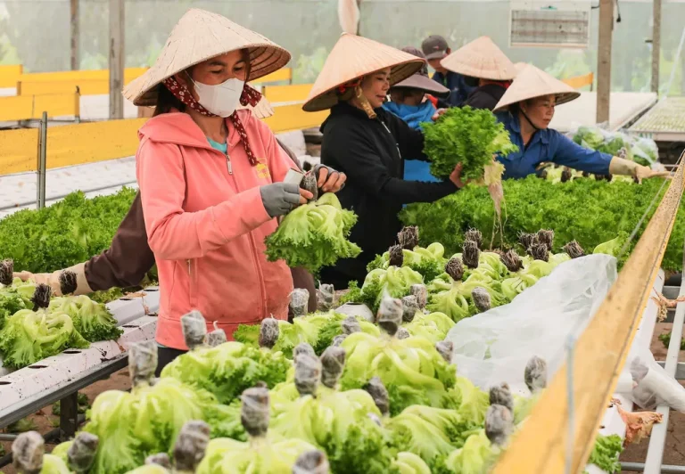 Vietnam amongst world’s most food-self-sufficient nations: examine