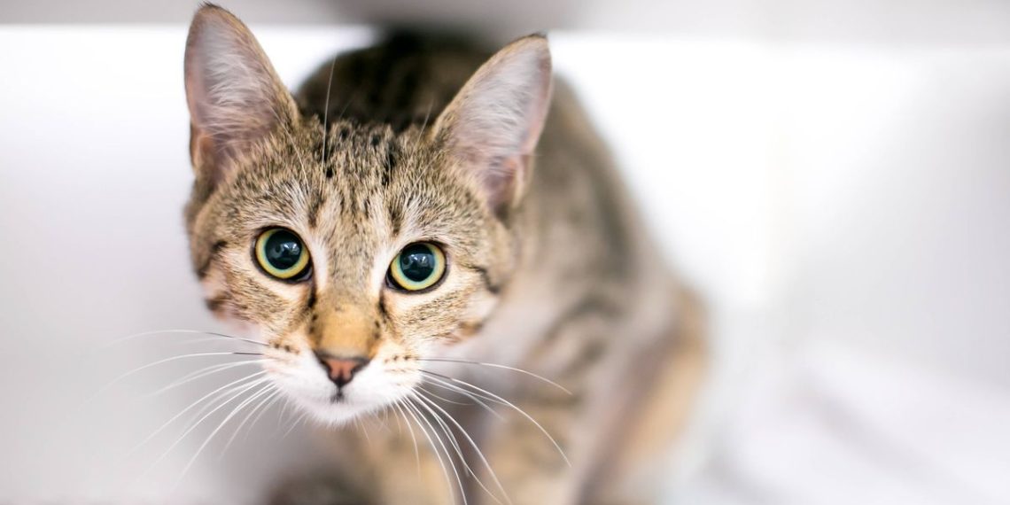 Nervous cats will settle down when you make one life-style change, professional says