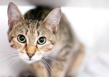 Nervous cats will settle down when you make one life-style change, professional says