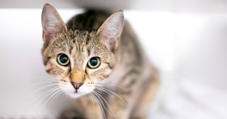 Nervous cats will settle down when you make one life-style change, professional says