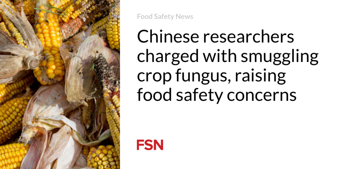 Chinese language researchers charged with smuggling crop fungus, elevating meals security issues