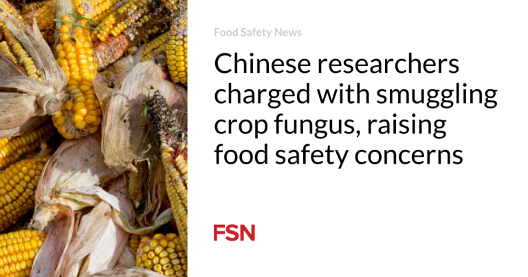 Chinese language researchers charged with smuggling crop fungus, elevating meals security issues