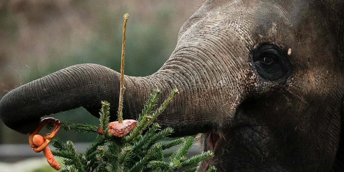 Animals go wild: Hungry elephant causes panic after barging into grocery retailer in Thailand – MARCA