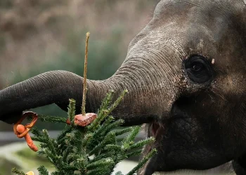 Animals go wild: Hungry elephant causes panic after barging into grocery retailer in Thailand – MARCA