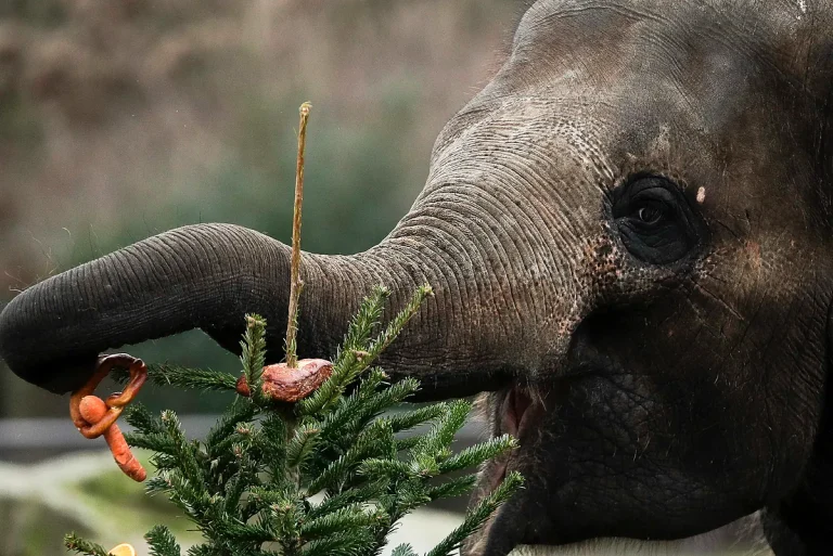 Animals go wild: Hungry elephant causes panic after barging into grocery retailer in Thailand – MARCA