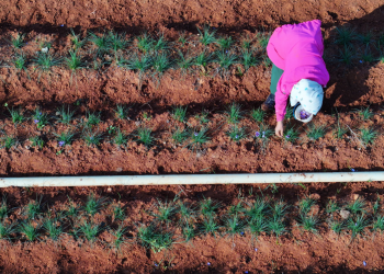 Reviving Syria’s farms: New plan for meals safety